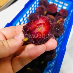 China Dong Kui Chinese Bayberry cross section