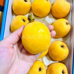Japanese Boshu Loquat