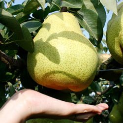 Mariguette Marilla western pear size