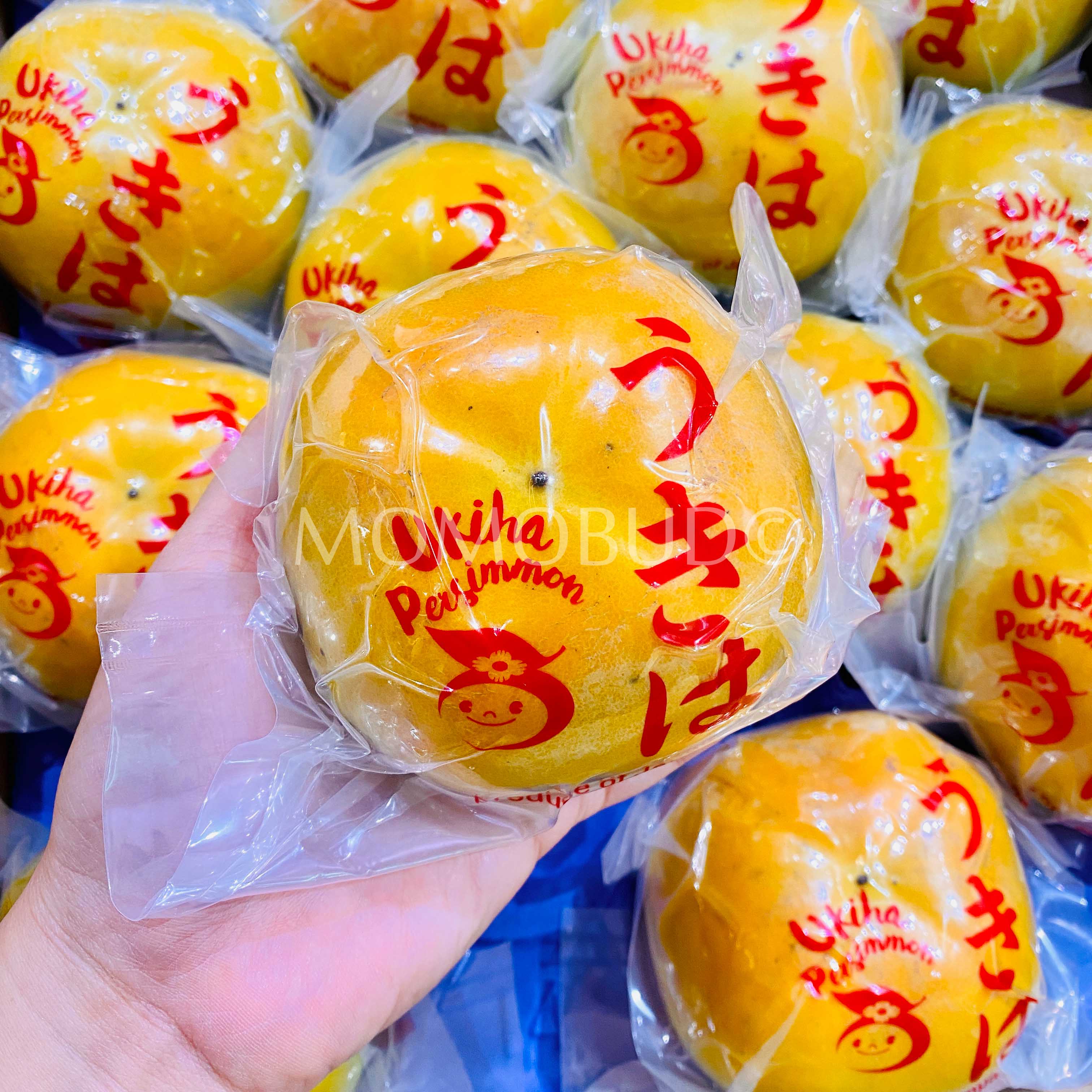 Japanese Ukiha Fuyu Persimmon (Medium) — MomoBud