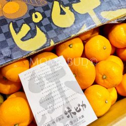 Japanese Ajipika Mikan (Mandarin Orange) Box 4kg