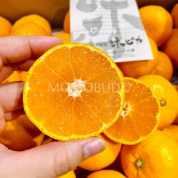 Japanese Ajipika Mikan (Mandarin Orange) cross section