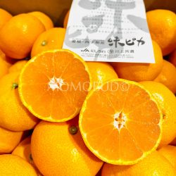 Japanese Ajipika Mikan (Mandarin Orange) cross section