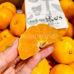 Japanese Ajipika Mikan (Mandarin Orange) cross section