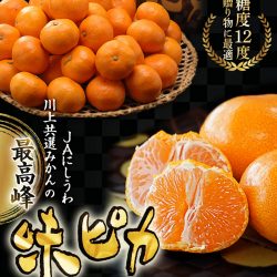 Japanese Ehime Ajipika Mikan poster