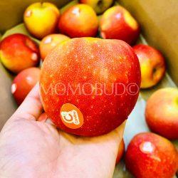 France Candine® Apple