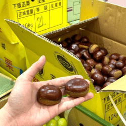 Japanese Jumbo Chestnuts