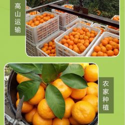 Premium Yongquan Mandarin Orange poster 1