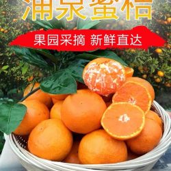 Premium Yongquan Mandarin Orange poster