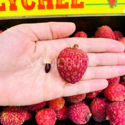 Australian Sun Lychee Salathiel (Lou Mai Chee) Lychee seed comparison