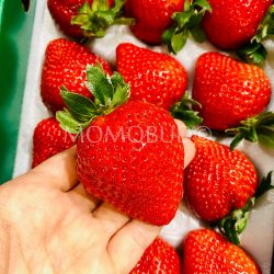 Japanese Fukuoka Hakata Amaou Strawberry