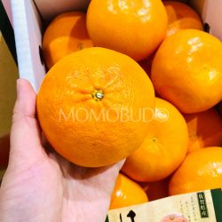 Japanese Hamasaki Mandarin Orange