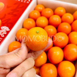 Japanese Miyazaki Akatama Kinkan (Kumquat) (3L) Japanese Miyazaki Akatama Kinkan (Kumquat) (3L)