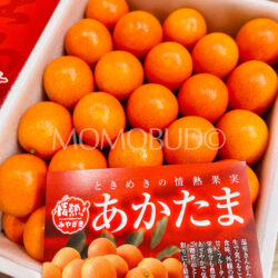 Japanese Miyazaki Akatama Kinkan (Kumquat) Gift Box (1kg, 3L) 2 Japanese Miyazaki Akatama Kinkan (Kumquat) Gift Box (1kg, 3L) 2