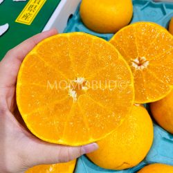 Japanese Saga Setoka Orange cross section