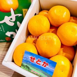 Japanese Setoka Mikan (Mandarin Orange) Gift Box (2.5kg) 2