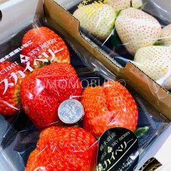 Japanese Tochigi Shinyama Farms Skyberry & Milky Berry Strawberry size comparison