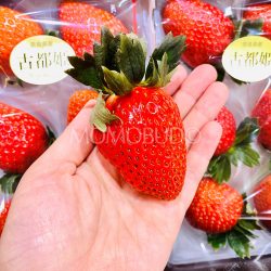Jumbo Japanese Nara Kotoka Strawberry