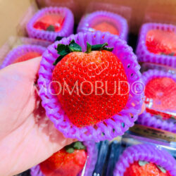 Jumbo Japanese Tochiaika Ichigo (Strawberry) Jumbo Japanese Tochiaika Ichigo (Strawberry)