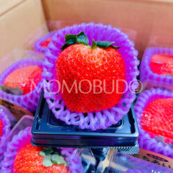 Jumbo Japanese Tochiaika Ichigo (Strawberry) Jumbo Japanese Tochiaika Ichigo (Strawberry)