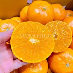 Japanese Hamasaki Mikan (Mandarin Orange) cross section 1