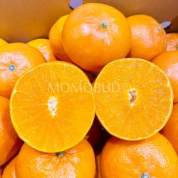 Japanese Hamasaki Mikan (Mandarin Orange) cross section