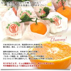 Japanese Kagawa Fruit Monogatari Winter Mikan poster 1 Japanese Kagawa Fruit Monogatari Winter Mikan poster 1