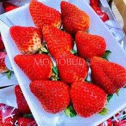 Japanese Sakuramomo Ichigo (Strawberries)