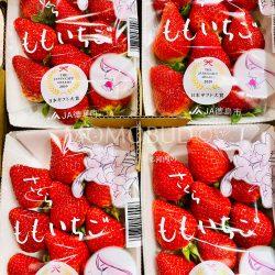 Japanese Sakuramomo Ichigo (Strawberry) Tray