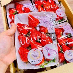 Japanese Sakuramomo Ichigo (Strawberry) pack