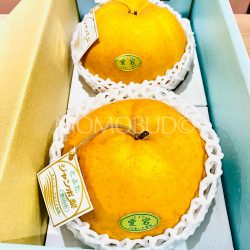 Japanese Toyota no Atago Nashi Pears