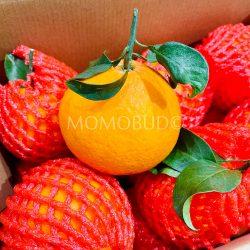 China Ehime No. 38 Jelly Orange