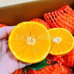 China Ehime No. 38 Jelly Orange cross section