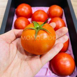 Japanese Royal Celeb Tomato