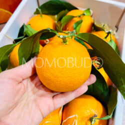 China Benimadonna Orange