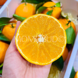 China Benimadonna Orange cross section