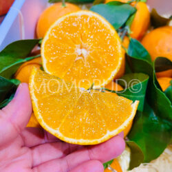 China Benimadonna Orange slice
