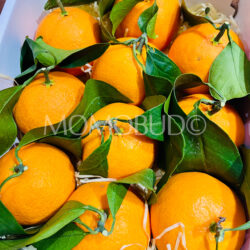 China Benimadonna Oranges