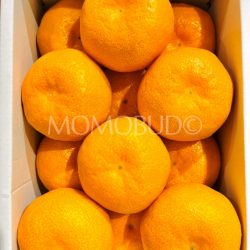 Japanese Oita House Mikan (Mandarin Orange)