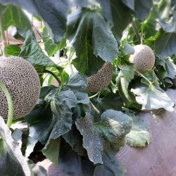 Jumbo Japanese Higo Green Muskmelon Plant Jumbo Japanese Higo Green Muskmelon Plant