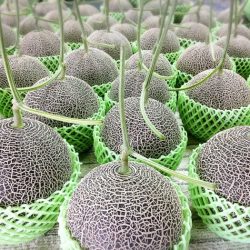 Jumbo Japanese Higo Green Muskmelons Jumbo Japanese Higo Green Muskmelons