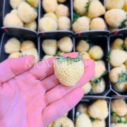 Beekers Specialities Yellowberry on hand sq Beekers Specialities Yellowberry on hand sq