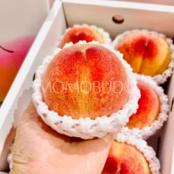 Japanese Fukuoka Yame House White Peach