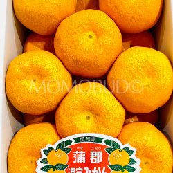 Japanese Gamagori Onshitsu Mikans