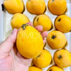 Japanese Natsutayori Biwa (Loquat)