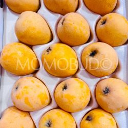 Japanese Natsutayori Biwa (Loquats)