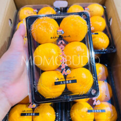 Japanese Oita House Mikan (Mandarin Orange) (280g punnet)