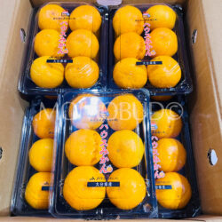 Japanese Oita House Mikan (Mandarin Orange) (280g punnets)