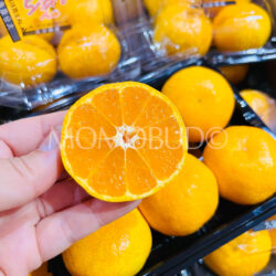 Japanese Oita House Mikan (Mandarin Orange) cross section