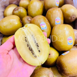 New Zealand Jumbo Zespri Sungold Kiwi cross section